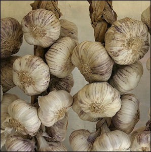 20120525-garlic Allium_sativum_-_Garlic_-_01.jpg